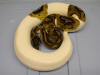 2011 Male Pied Proven Breeder