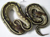 2011 Female Chocolate Cinnamon Mojave 50% Chance Het Hypos