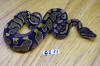 Hatchling female chocolate Ball Python