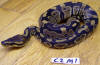 Hatchling male chocolate Ball Python