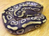 Hatchling male Mojave Ball Python