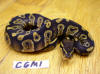 Hatchling male chocolate Ball Python