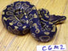 Hatchling male chocolate Ball Python