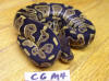 Hatchling male chocolate Ball Python