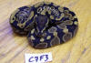 Hatchling female chocolate Ball Python