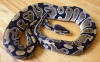 Female Yearly Ball Python