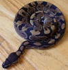 Female Yearly Ball Python