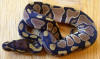 Hatchling female Ball Python