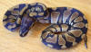 Hatchling female Ball Python