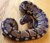 Hatchling female Ball Python