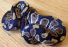 Hatchling male chocolate Ball Python