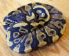 Hatchling male yellow belly Ball Python