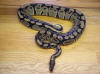 Huge Adult Female